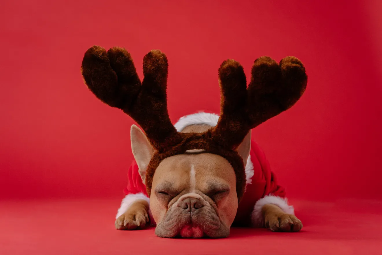 Dog wearing reindeer antlers