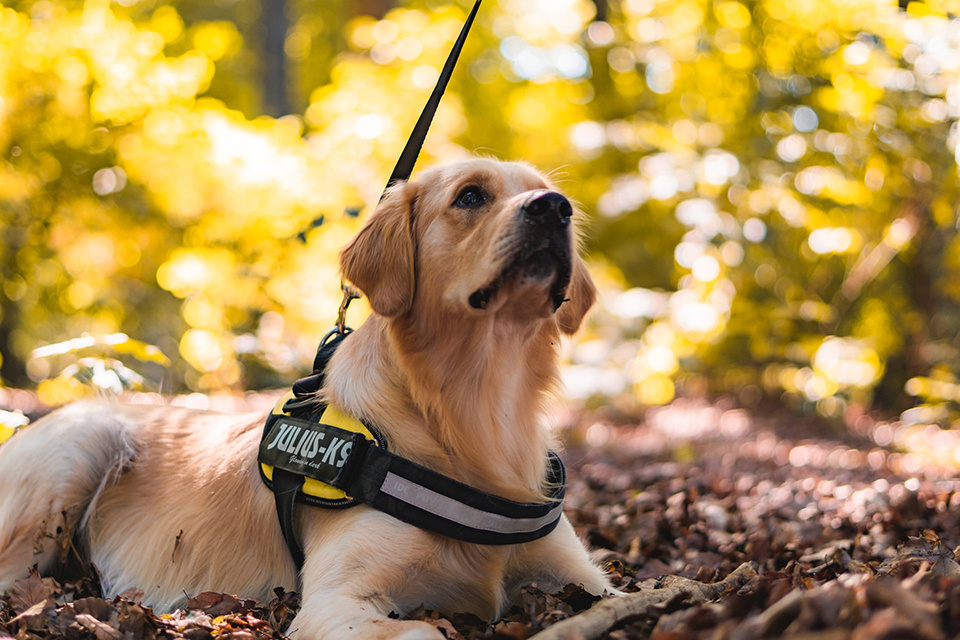A golden retriever assistance dog sitting on a forest floor