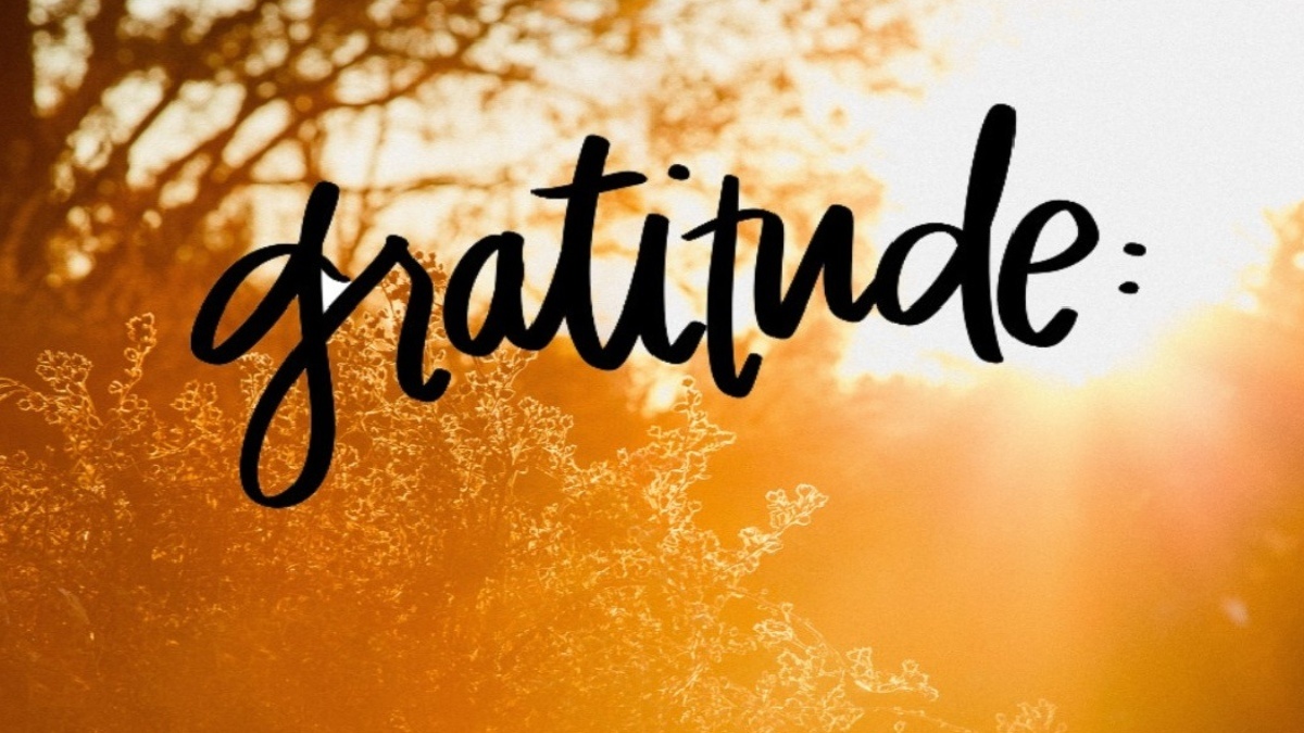 Photo of trees and the word gratitude