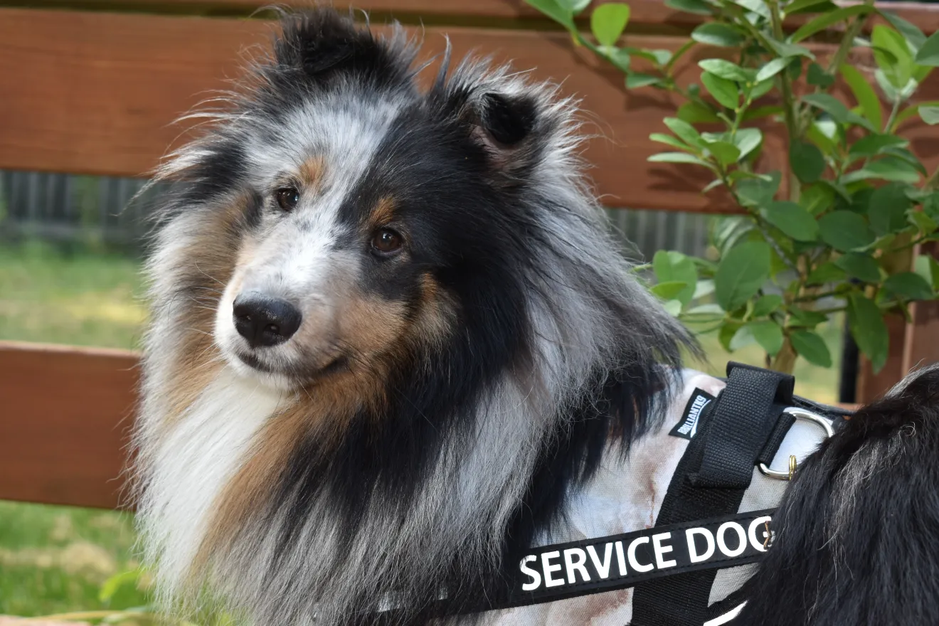 multicolored service dog looking at the camera